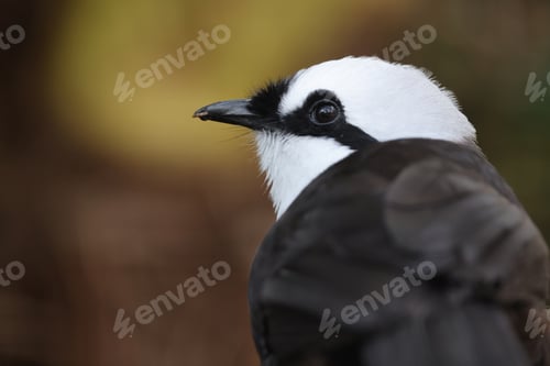 Preview: Sumatran laughingthrush (Garrulax bicolor) bird in forest