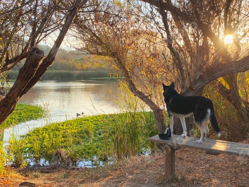 Preview: Dog in the wilderness