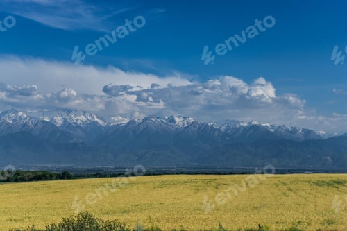 Preview: Golden Field and Snowy Mountains under Blue Sky