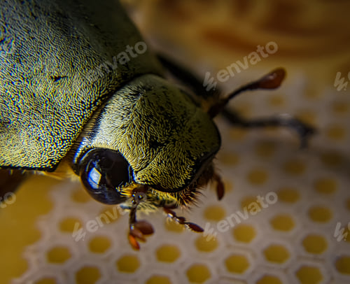 Preview: Closeup yellow bee face with blurry background