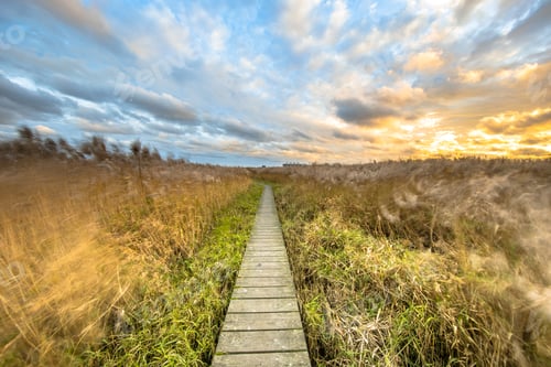 Preview: Wooden walkway through tidal marsh