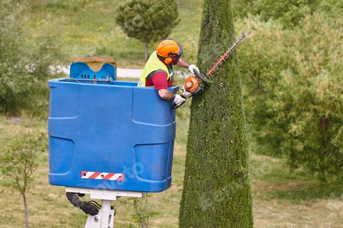 Preview: Arborist Trimming a Tall Hedge in a Bucket