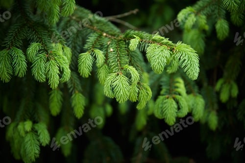 Preview: Green spruce branch closeup. Nature background