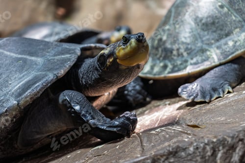 Preview: Cyclemys dentata Asian freshwater turtle sideview closeup