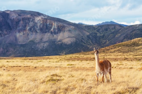 Preview: Guanaco