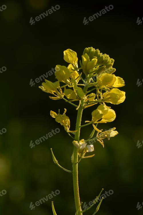 Preview: Flower head of the perennial wall rocket Diplotaxis tenuifolia