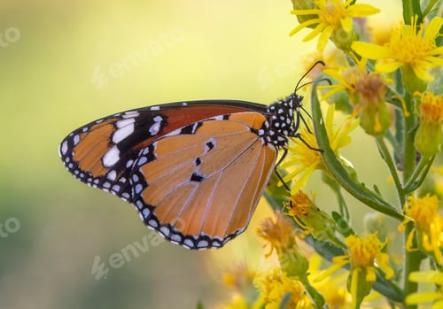 Preview: Sultan butterfly on plant ; Danaus chrysippus butterfly