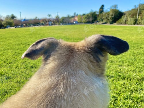 Preview: A pet puppy dog point of view portrait looking down a green park with a lot of grass
