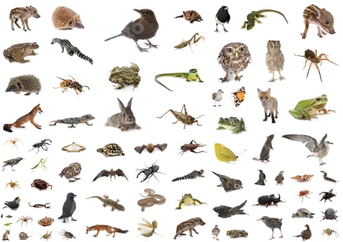 Preview: european wildlife in studio