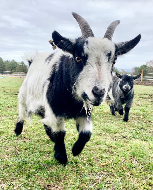Preview: Two young nosey miniature goats out in the field coming to who I am.