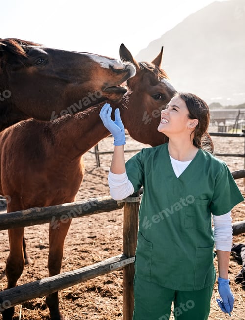 Preview: Vet, ranch and doctor with care for horse for medical examination, research and health check. Healt