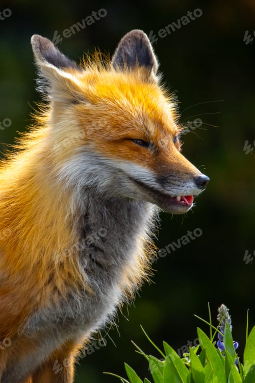 Preview: Red fox in Yellowstone National Park