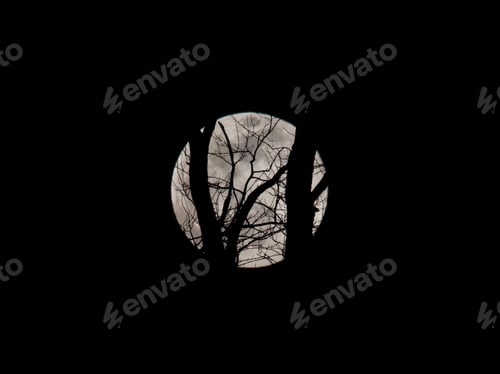 Preview: Closeup of the full moon with trees in front in a black sky