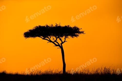 Preview: Acacia Treee Silhouette With Orange Sky