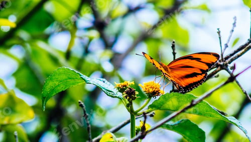 Preview: Vibrant orange and black milkweed butterfly is perched atop a lush green tree branch