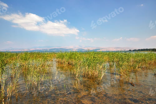 Preview: Kinneret Lake coastal strip with bushes July