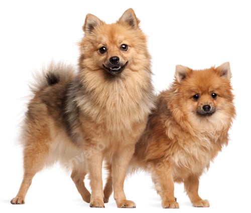 Preview: Two Spitz dogs, 1 year old, standing in front of white background