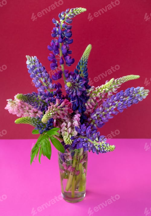 Preview: A bouquet of lupines in a vase. Multicolored summer flowers pink and purple on a bright background