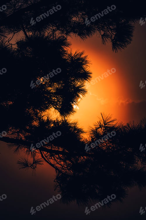 Preview: Close up of pine leaf and red sky color in background. Summer sky sunset time.