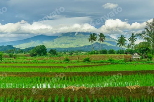 Preview: Beautiful morning view indonesia Panorama Landscape paddy fields