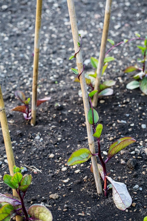 Preview: Close up of seedlings supported by wooden stakes.