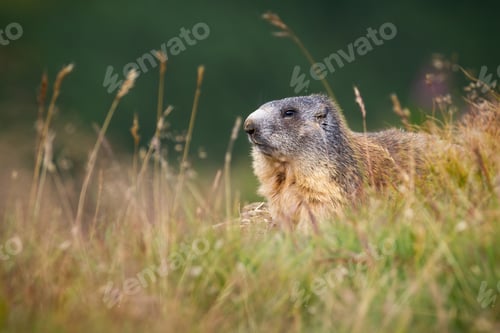 Preview: Alpine marmot hiding in long grass in autumn environment