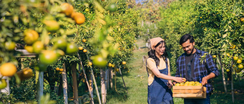 Preview: Farmer harvesting oranges in an orange tree field. Worker Gathering Ripe Citrus Fruits in Sunlit.