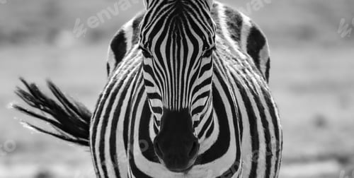 Vista previa: Grayscale shot of a zebra.