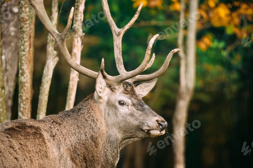 Preview: Belarus. Male European Red Deer Or Cervus Elaphus In Autumn Fore