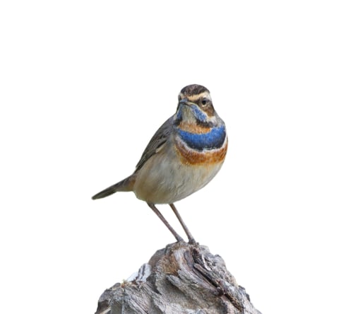 Colorful Bluethroat Perched on Weathered Stump