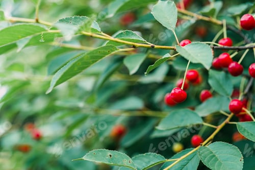 Preview: Bunches of ripe red cherries on a tree branch. Organics, agriculture. Soft selective focus.