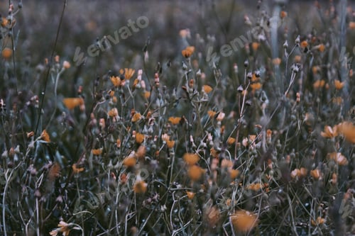 Preview: Field of flowers
