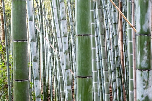 Preview: Bamboo Forest, bamboo trees stem background, closeup view, Kyoto, Japan.