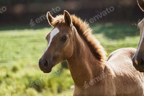 Preview: Beautiful horse at the farm