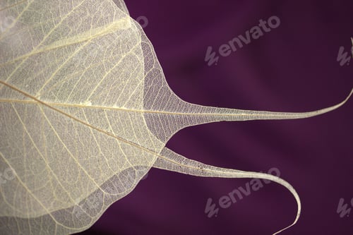 Preview: Leaves skeleton. Macro image on black background.