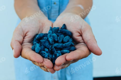 Preview: women's hands with a handful of ripe honeysuckle