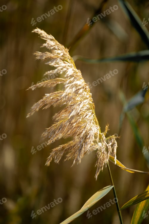 Preview: Beautiful blooming spikelets of reeds in the setting sun.