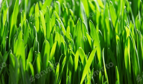 Vista previa: Hierba verde fresca de cerca, enfoque selectivo