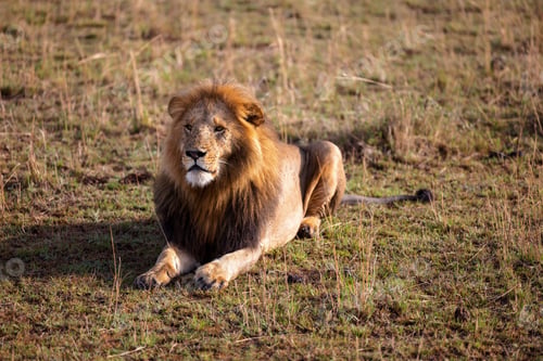 Preview: Majestic lion traversing a vast expanse of natural grassland, surrounded by lush foliage