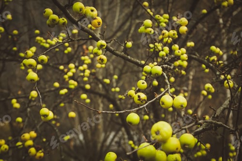Preview: Apple tree with apples in autumn season