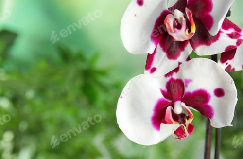 Preview: Beautiful tropical orchid flowers on blurred background. Space for text