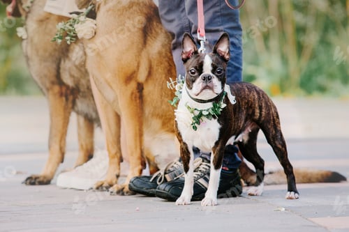 Preview: Wedding ceremony. Bride and groom with their pets. Pet-friendly wedding. Dogs at a wedding