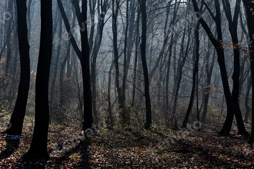 Preview: Fog in the forest. Misty morning in the forest