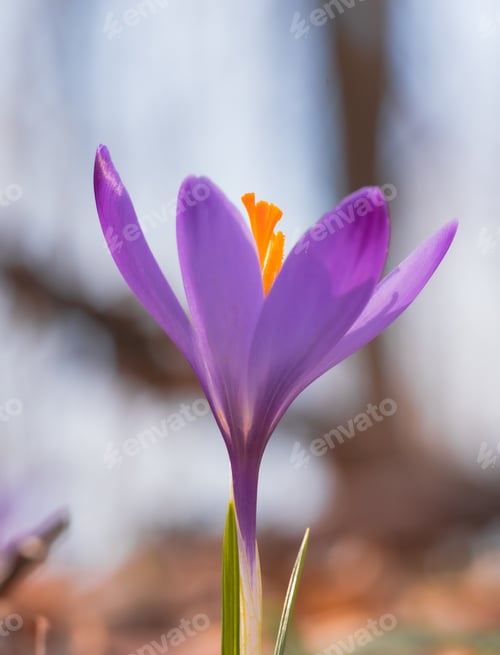 Preview: a purple flower in the middle of fall with green leaves