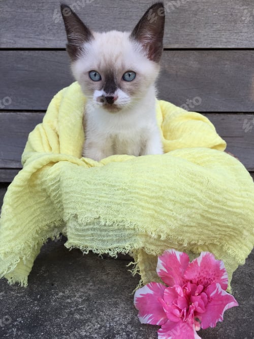 Preview: Kitten in yellow shawl