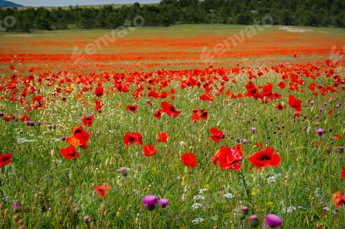Preview: Beautiful poppy field in bright sunlight. Natural background.