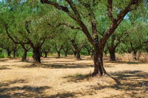 Preview: Olive trees in the garden. Agriculture in Greece.