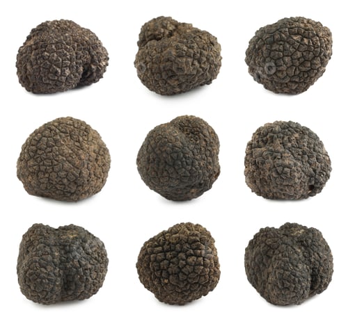 Preview: Set with expensive delicious black truffles on white background