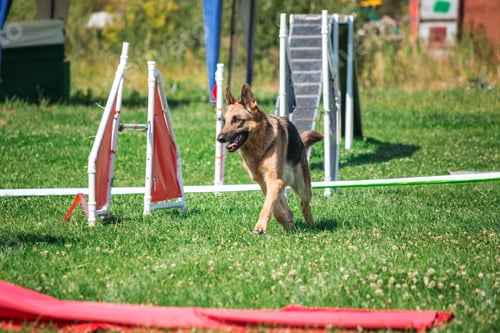 Preview: Dog in agility competition set up in green grassy park
