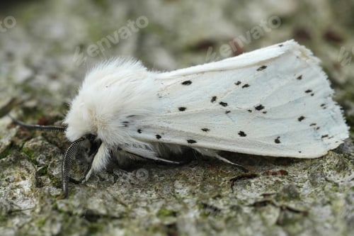 Preview: A close-up on the white ermine tussock moth